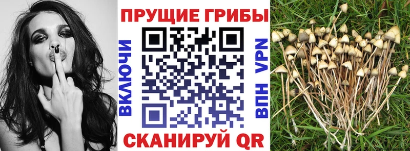 Галлюциногенные грибы мухоморы Купить где Тимашёвск